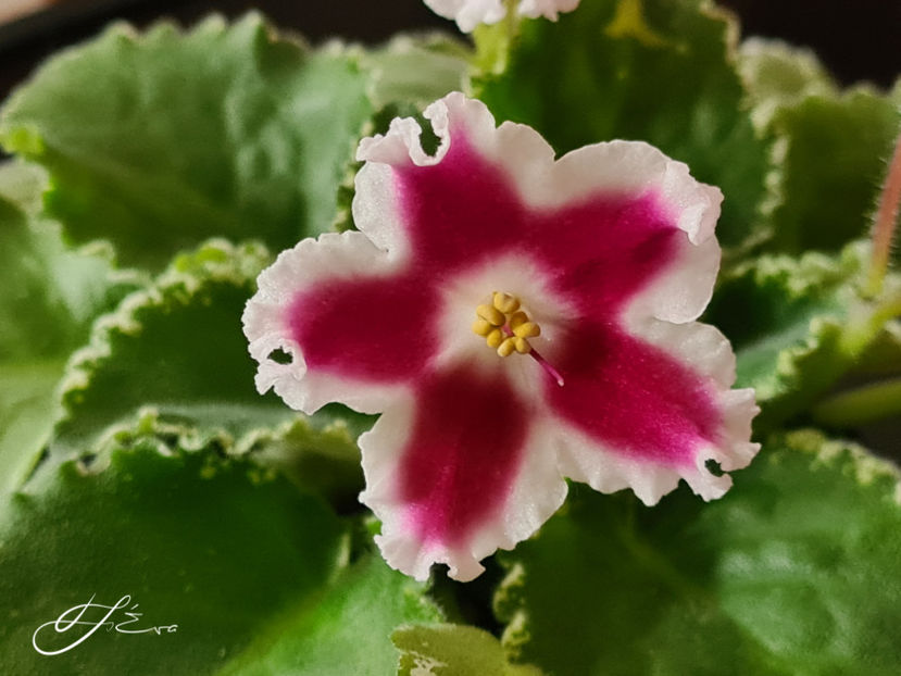 LE-Karusel - Violete de colectie