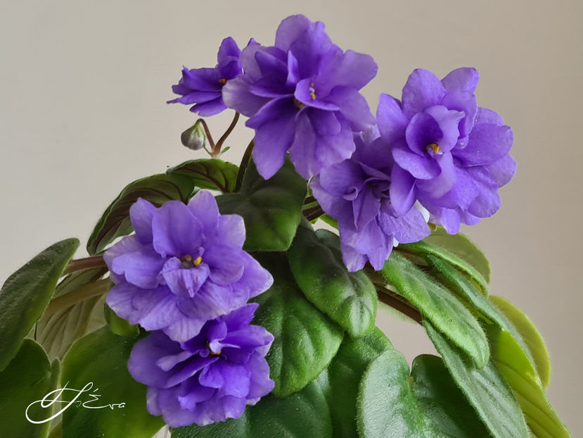 LE-Goluboi Potok - Violete de colectie