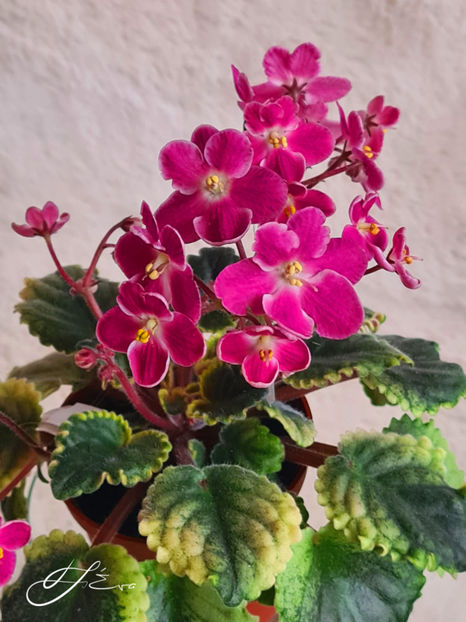 Mac s Scorching Sun - Violete de colectie