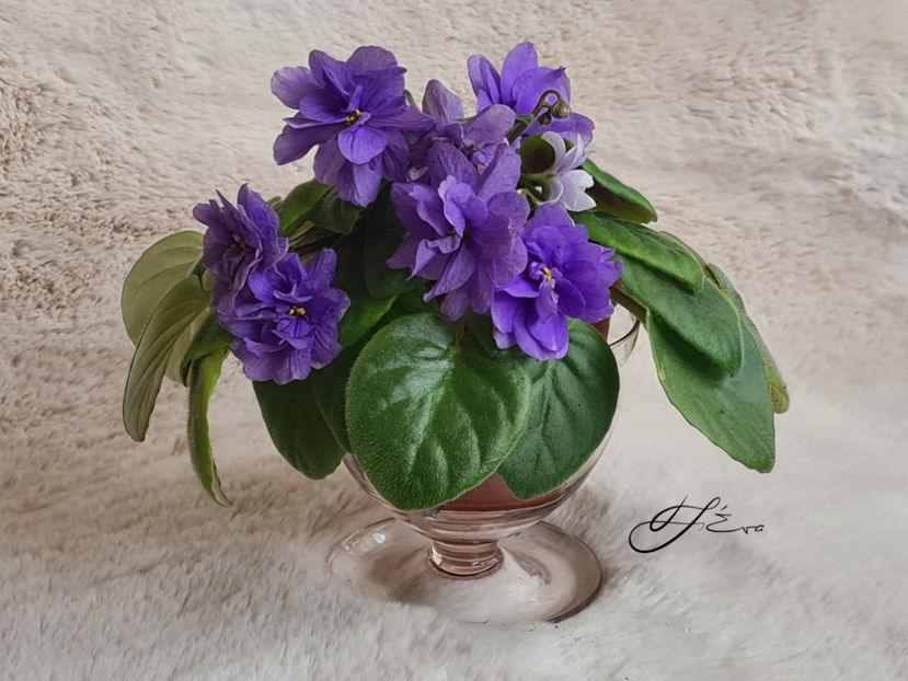 LE-Goluboi Potok - Violete de colectie