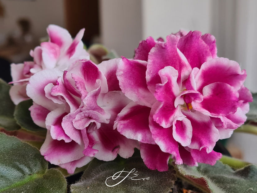 Moroznaya Vishnia - Violete de colectie