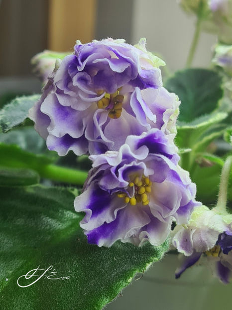  - Violete de colectie