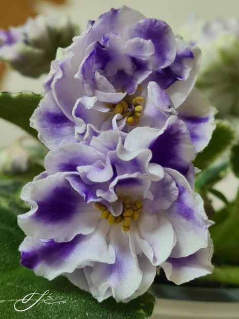  - Violete de colectie