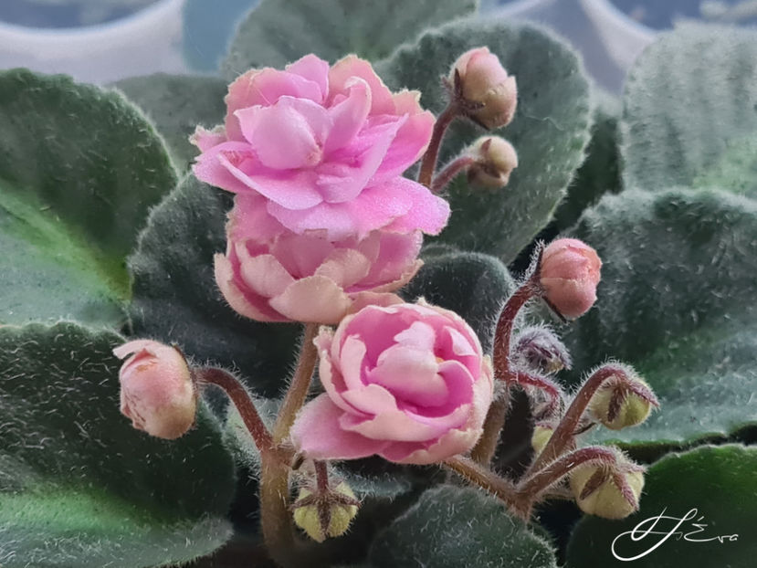 Optimara My Delight - Violete de colectie