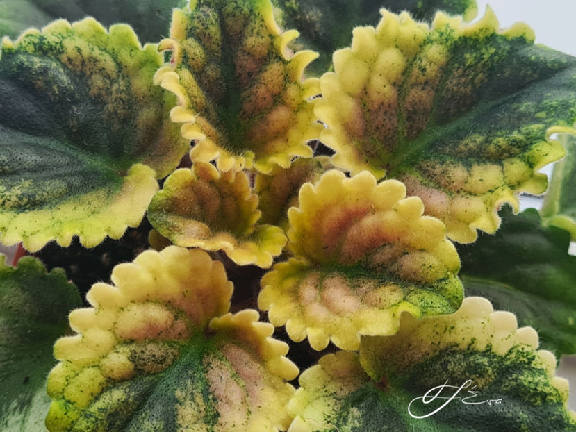  - Violete de colectie