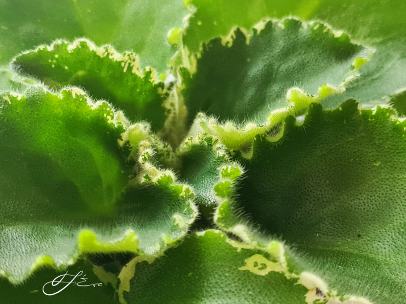  - Violete de colectie