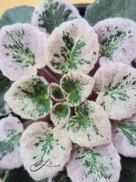  - Violete de colectie