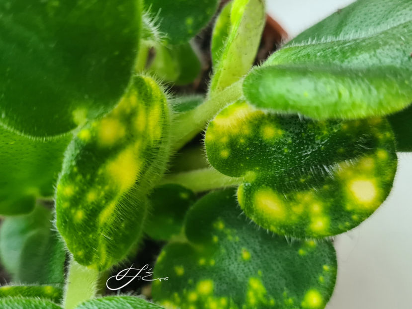  - Violete de colectie