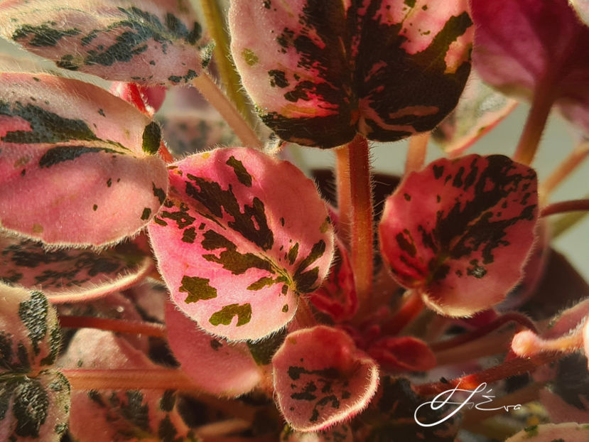  - Violete de colectie