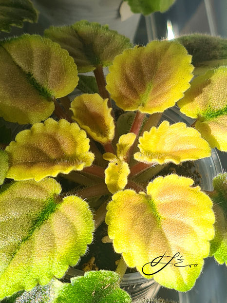  - Violete de colectie