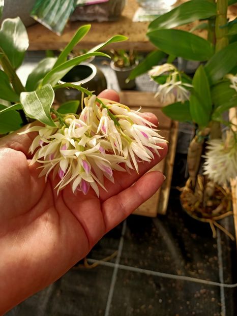Img.2024.02.24-Orhidee dendrobium - Magazinul 3