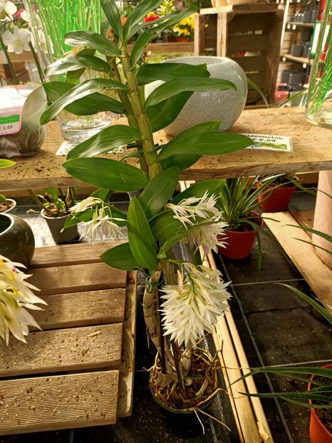 Img.2024.02.24-Orhidee dendrobium - Magazinul 3