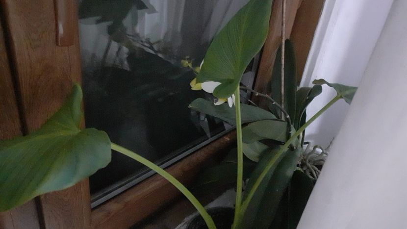  - Cala dăruită de mine Mătușii mele