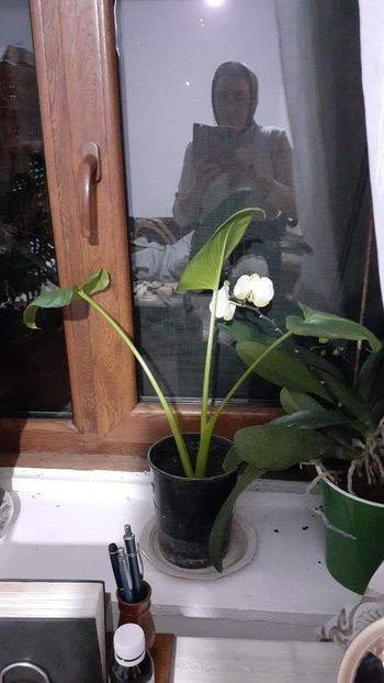  - Cala dăruită de mine Mătușii mele