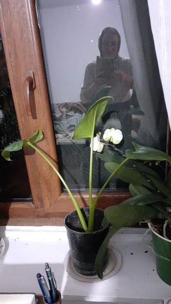  - Cala dăruită de mine Mătușii mele