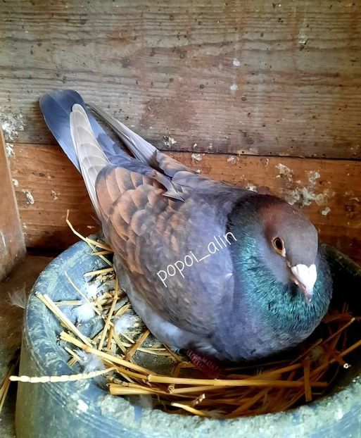  - Nu îmi aparțin 7