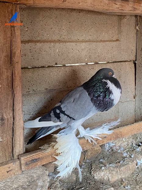 vândută lui Paulus - Porumbei VÂNDUȚI