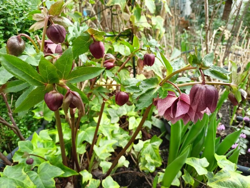Helleborus "Double Ellen Red" - Grădina 2024