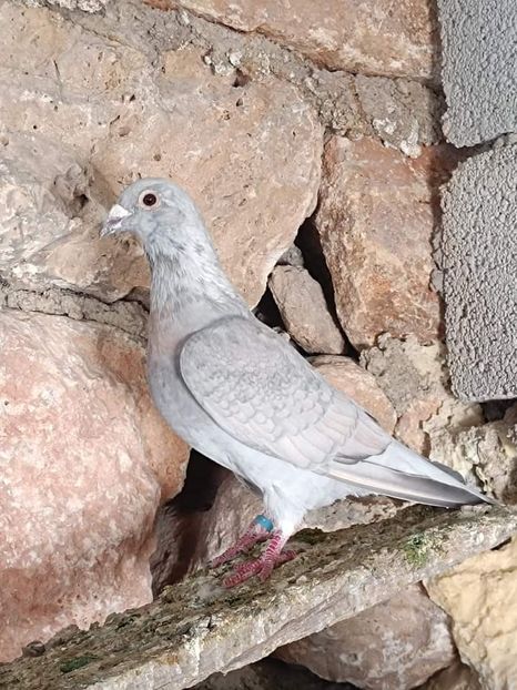  - Nu îmi aparțin 7