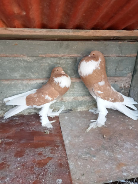  - Gusat de Pomerania