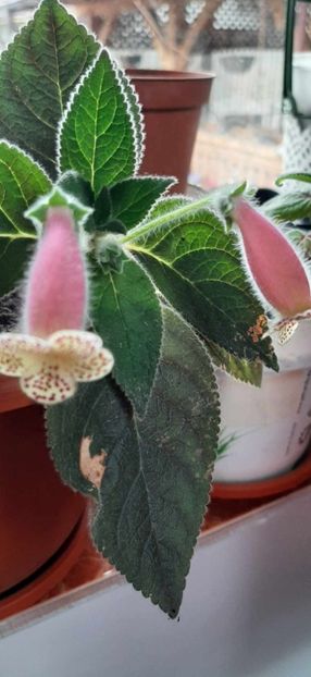 received_775389614055693 - Kohleria