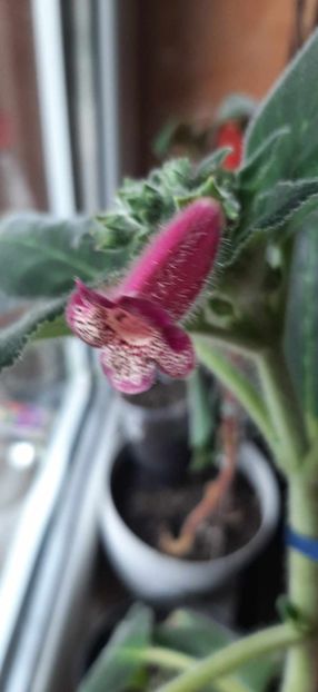 received_312697205150649 - Kohleria