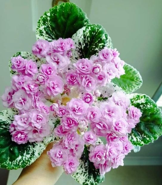 Poza net - Rose Bouquet
