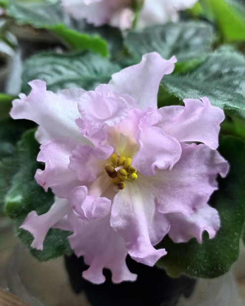 KZ Danochka - PORTRETE