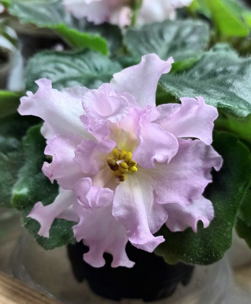 KZ Danochka - PORTRETE