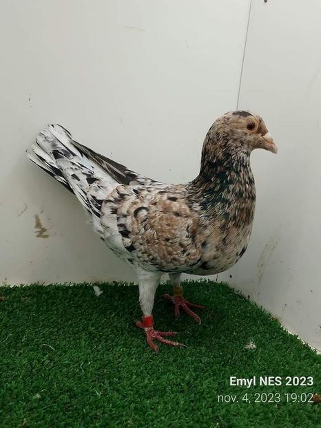  - Nu îmi aparțin 7