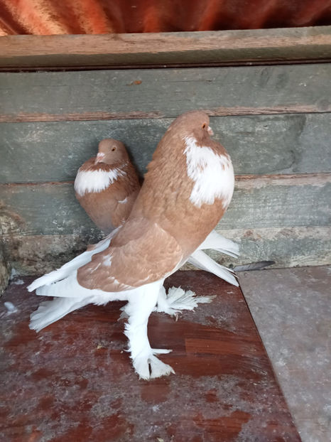  - Gusat de Pomerania