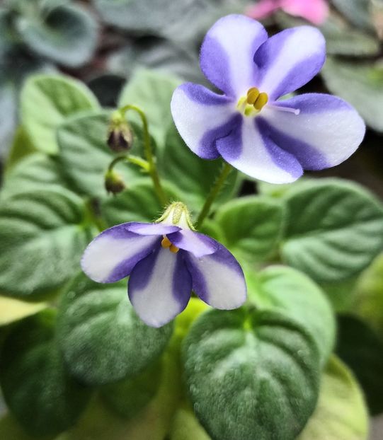  - Pony Ride trailer chimera