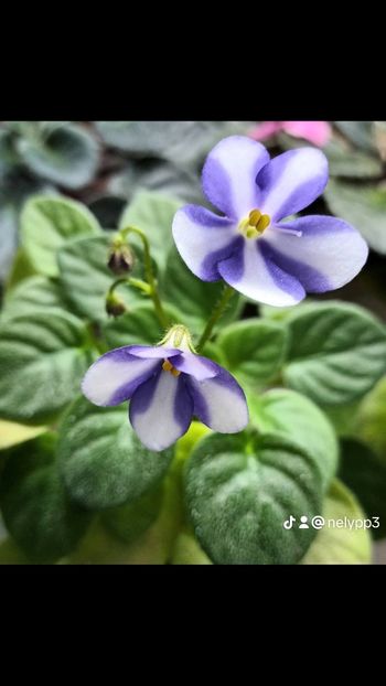  - Pony Ride trailer chimera