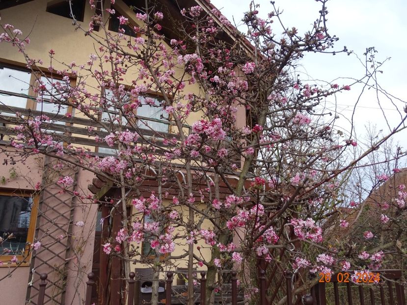  - Copacei si arbusti 2024