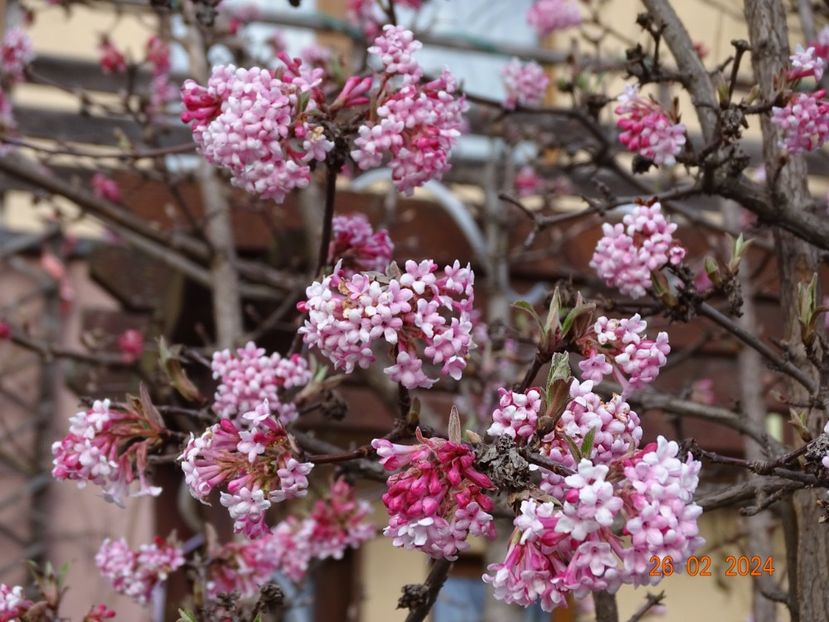  - Copacei si arbusti 2024