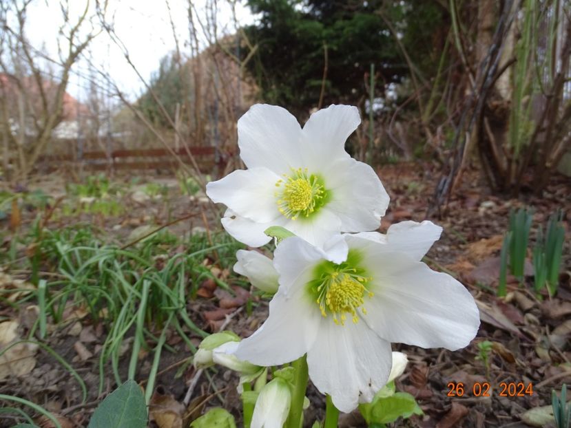 Praecox - Helleborus 2024