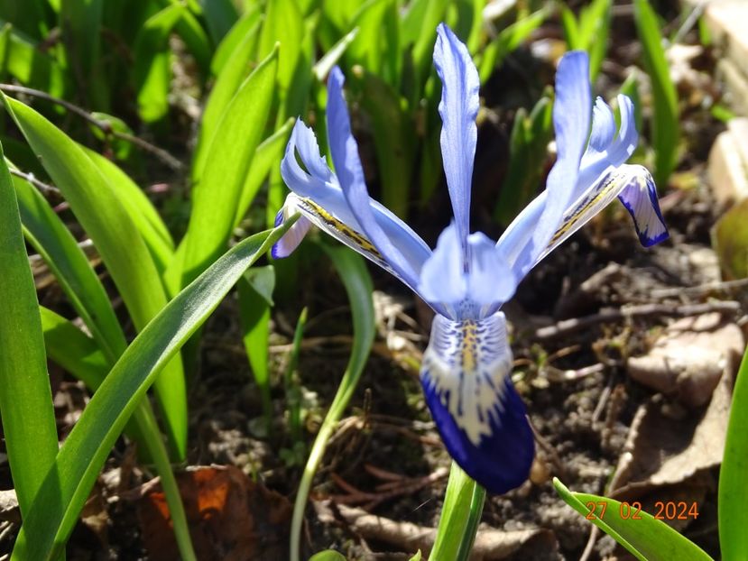 Clairette - Irisi 2024