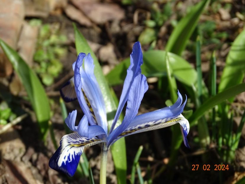 Clairette - Irisi 2024