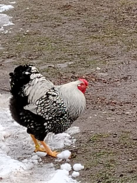  - Wyandotte argintiu negru bordurat