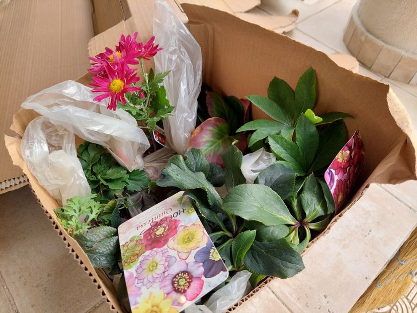 Gradina bijoux - aaa Comanda plante 2022 2023 2024