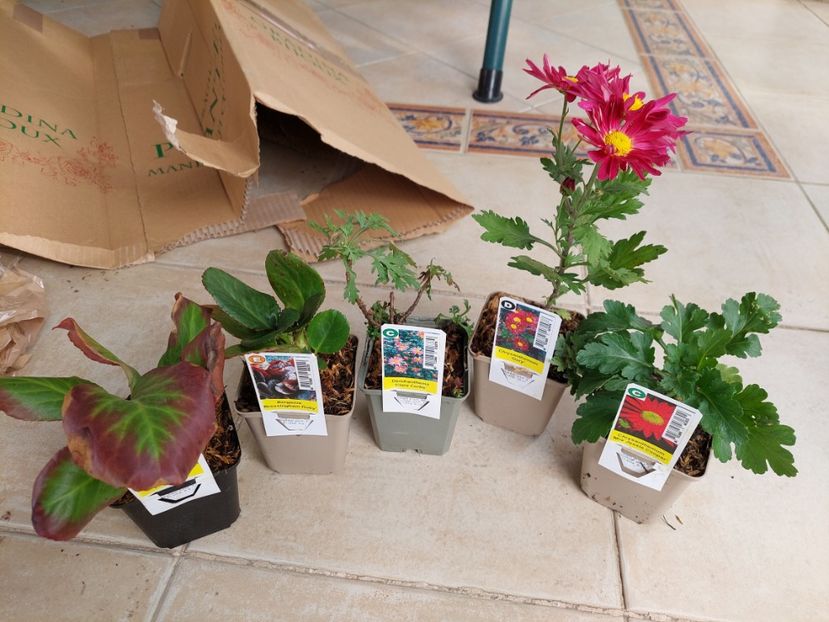 20231108_130559-1 - aaa Comanda plante 2022 2023 2024