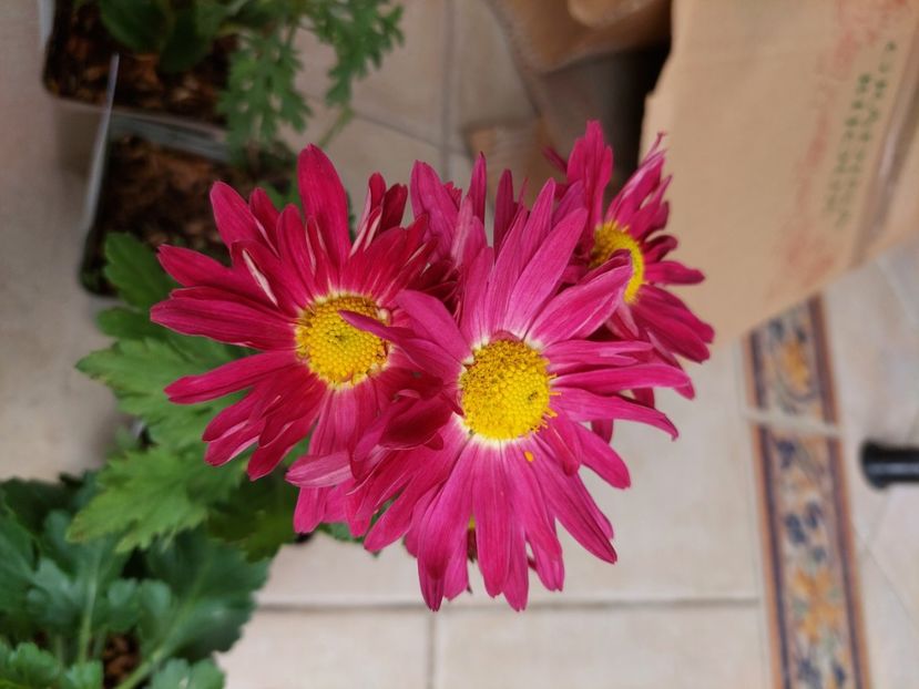  - aaa Comanda plante 2022 2023 2024