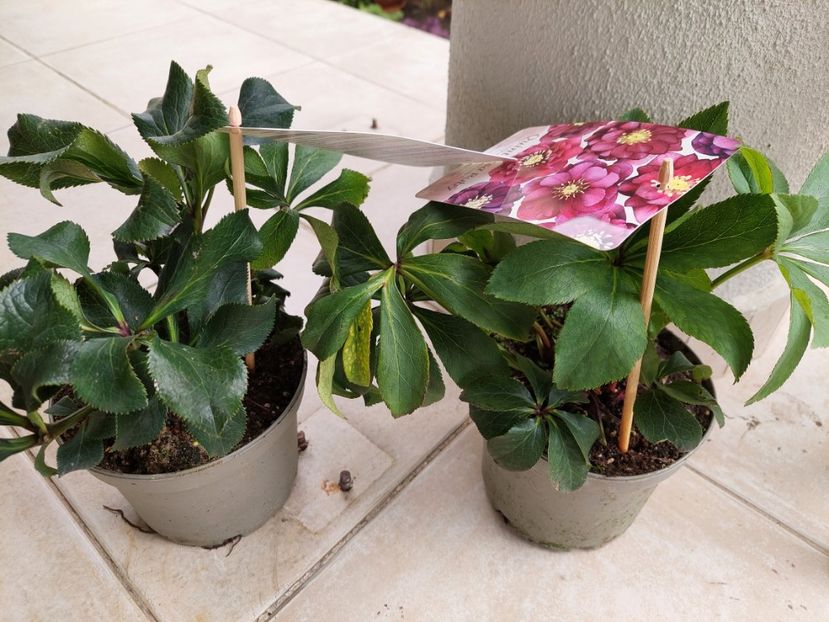  - aaa Comanda plante 2022 2023 2024