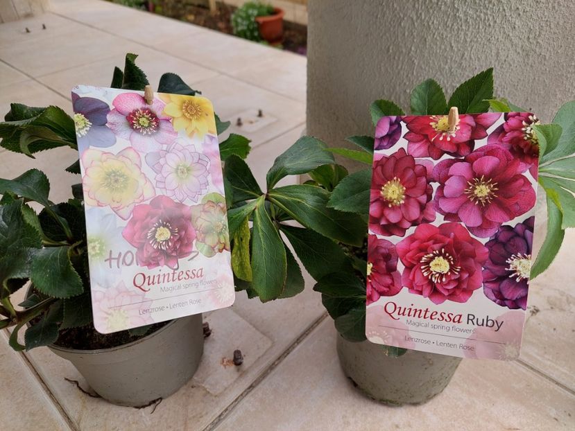  - aaa Comanda plante 2022 2023 2024