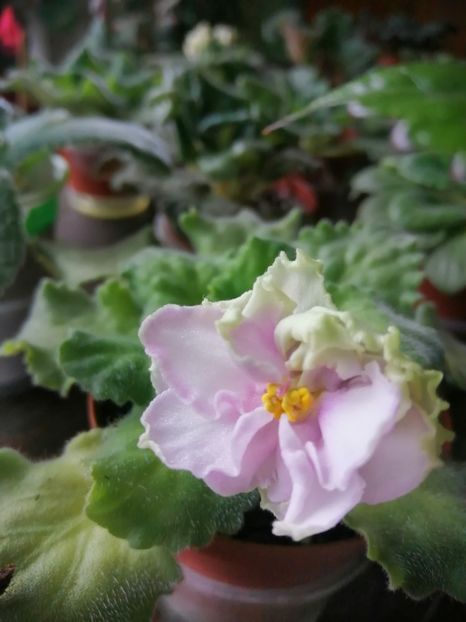  - Le Chateau Margaux