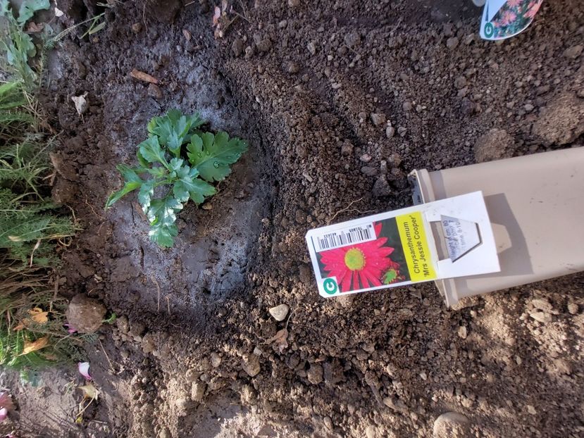  - aaa Comanda plante 2022 2023 2024