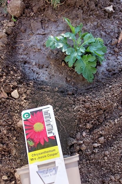  - aaa Comanda plante 2022 2023 2024