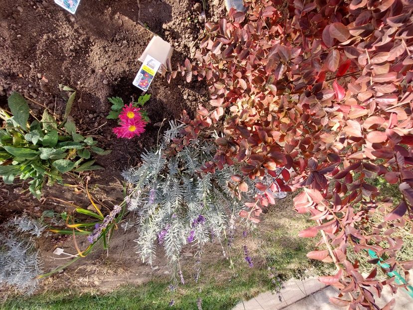  - aaa Comanda plante 2022 2023 2024