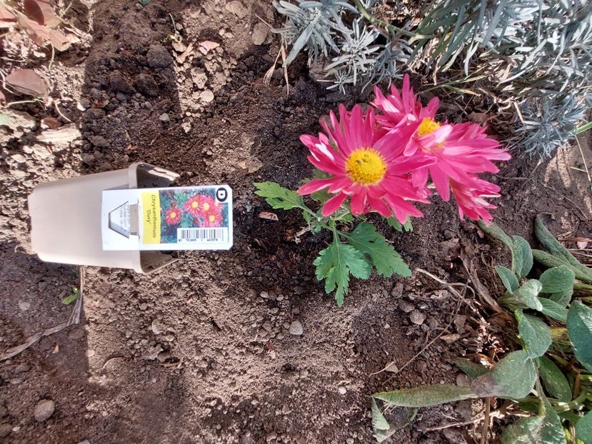 20231109_144207-1 - aaa Comanda plante 2022 2023 2024