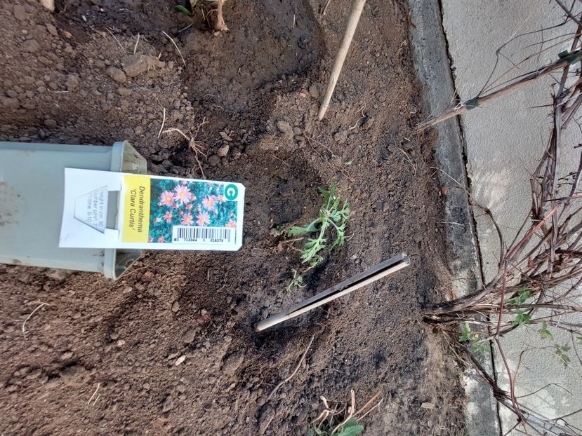  - aaa Comanda plante 2022 2023 2024